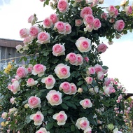 Multi-Season Flowering Rose Seedlings Big Flower Fragrant Climbing Vine Chinese Rose Climbing Plant Balcony Garden Potte