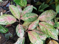 Laksap Aglaonema Plants