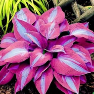 Coleus Live Plant Caladium Seeds Begonia Seeds Bibit Benih Pokok Bunga Hidup Gardening Flower Seeds (It's a seed, not a plant!)