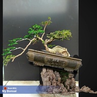 bonsai serut mini unik