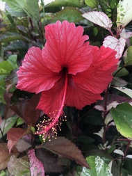 Berjaya Plant Nursery - Bunga Raya Daun Merah/Hibiscus Cooperi(Pokok Bunga Hidup/Pokok Hiasan Luar Rumah/Outdoor Plant)