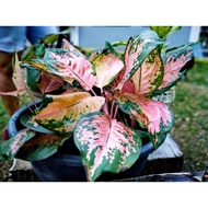 Aglaonema Plant Rare Varieties