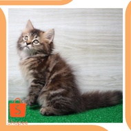 Promo limited adopsi kucing jakarta - Hitam 19DEZ Limited