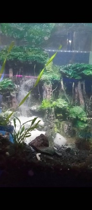 61 Koleksi Dekorasi Aquarium Air Terjun Terbaik