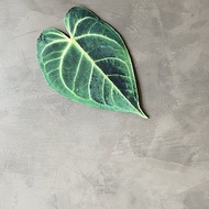 BLR 觀葉植物 造型萬用墊B4 華麗花燭 彩葉芋 龜背芋 蔓綠絨