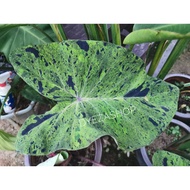 Colocasia MOJITO caladium  keladi/ plant rare