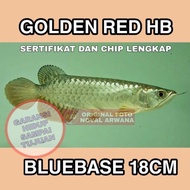 Arwana Golden red HB BLUEBASE +-18Cm
