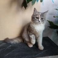 kucing persia flatnose betina