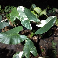 Pohon hias Cladium/Lompong/Sente Varigata