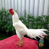 Ayam Kampung Jago Putih