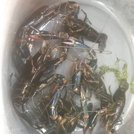 Lobster air tawar Fresh