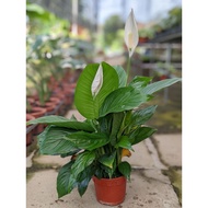 Peace Lily - Beautiful, Fuss-Free White Flower Plant