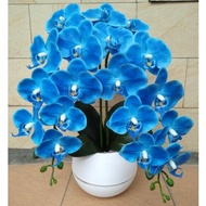 Bibit Bunga Anggrek Biru-Benih Bunga Anggrek Biru-Biji Bunga Anggrek Biru-Bunga Anggrek Biru-Tanaman Hias-Bunga Hias-Angrrek-Tanaman Hias Bunga Anggrek Biru-Bunga ANggrek Blue-COD