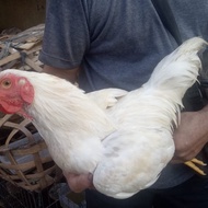 Ayam Kampung Jantan Putih Mulus