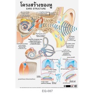 Ear structure poster, EQ-087, art paper poster, glossy Instruction materials Teaching materials Learning materials