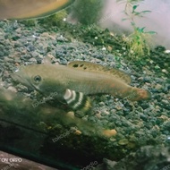 Channa Blue Pulchra 10 CM