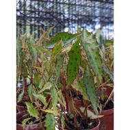 Begonia Amphioxus (Small plant)