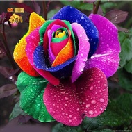 Bibit Bunga Mawar Rainbow Import - Biji Seed Bunga Mawar Rainbow Import - Benih Bunga Mawar Rainbow Import - Bibit Pohon Bunga Mawar Rainbow Import - Biji Bunga Mawar Rainbow Import - Bunga Mawar Rainbow Import - COD