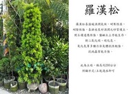 心栽花坊-羅漢松/土球/錐形/綠化植物/綠籬植物/售價2500特價2000