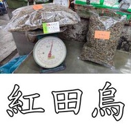 【四知青草店 青草巷5號】乾貨 紅田烏 1台斤 600克