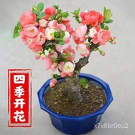 【Boutique Style Begonia】Begonia Potted Plant Field Cultivation Everblooming Begonia Sapling Modeling Bonsai South and No
