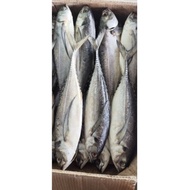 ปลาหางแข็งเค็ม เค็มกำลังดี รสชาติเหมือนปลาทูมัน ตัวละ 20 - 100 บาท