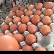 Telur Ayam 15kg 1 Peti