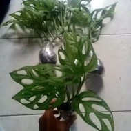 monstera janda bolong hijau/janda bolong