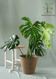 Berjaya Plant Nursery - Monstera(Pokok Bunga Hidup/Pokok Hiasan Dalam Rumah/Real Live Indoor Plant)
