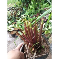 ₪Available live plants for sale (Citronella ship out with out leaves)