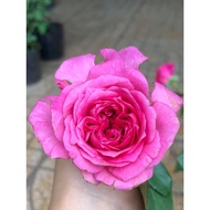 Ivor rose Super Durable Flower Climbing rose-Hoangoaimelinh