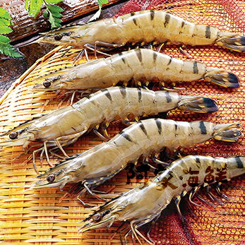 活冻特级草虾 12尾 400g±10%/盒(现捞a 等级.吃得出新鲜滋味)