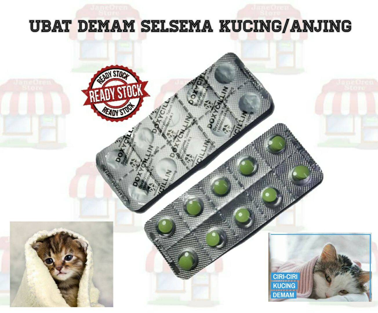 Ubat Selsema Kucing