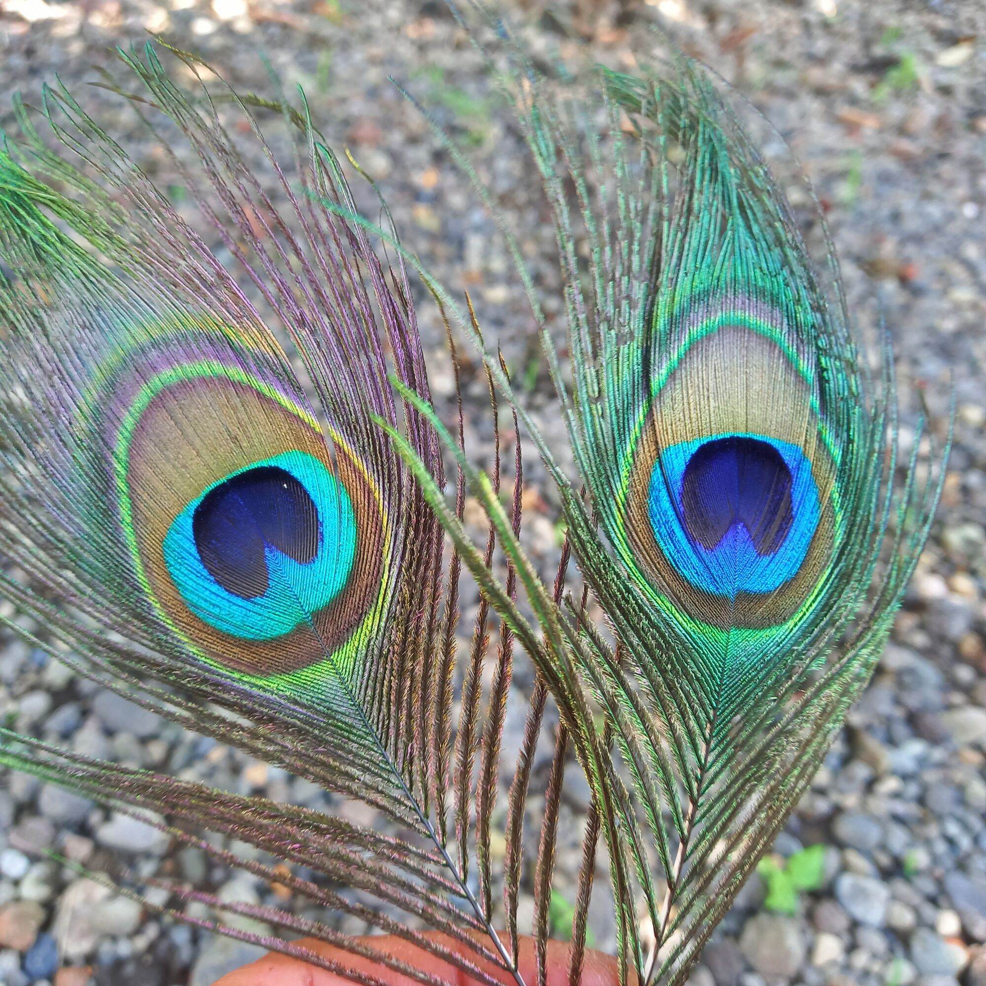 4000 Gambar Burung Merak Krishna Terbaru