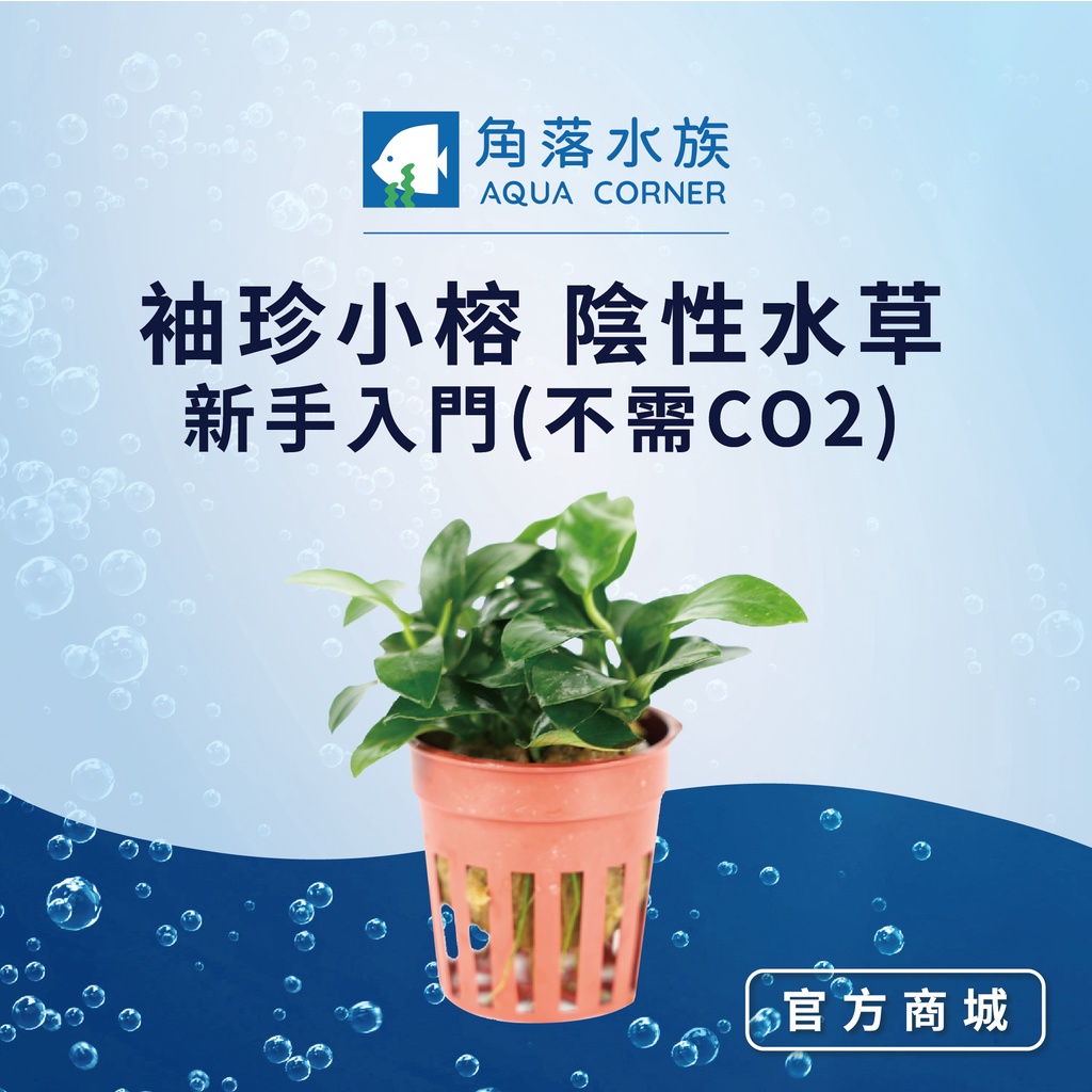 陰性水草小榕的價格推薦 22年12月 比價比個夠biggo