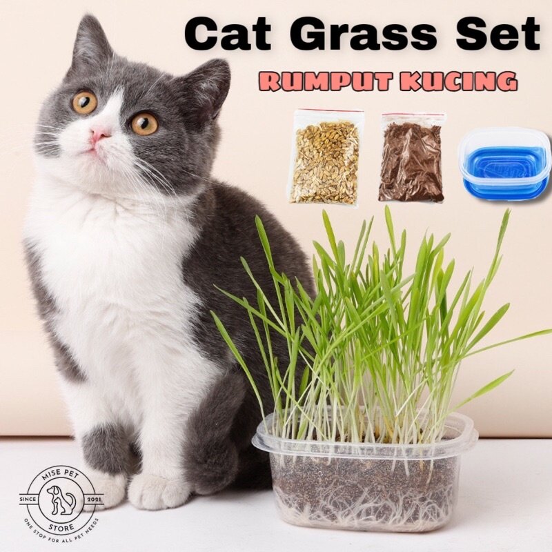 Benih Rumput Kucing Price u0026 Promotion - Nov 2021 BigGo Malaysia