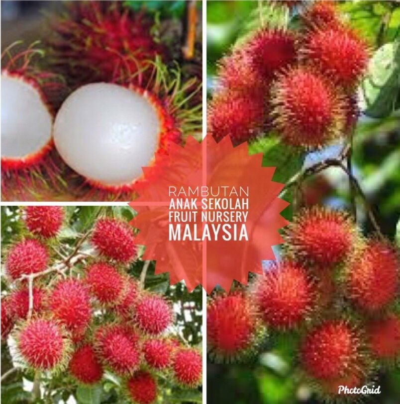 Rambutan Anak Sekolah Price Promotion Nov 2021 Biggo Malaysia