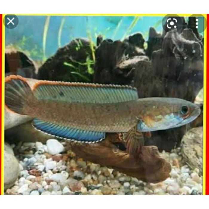 Ikan cana limbata