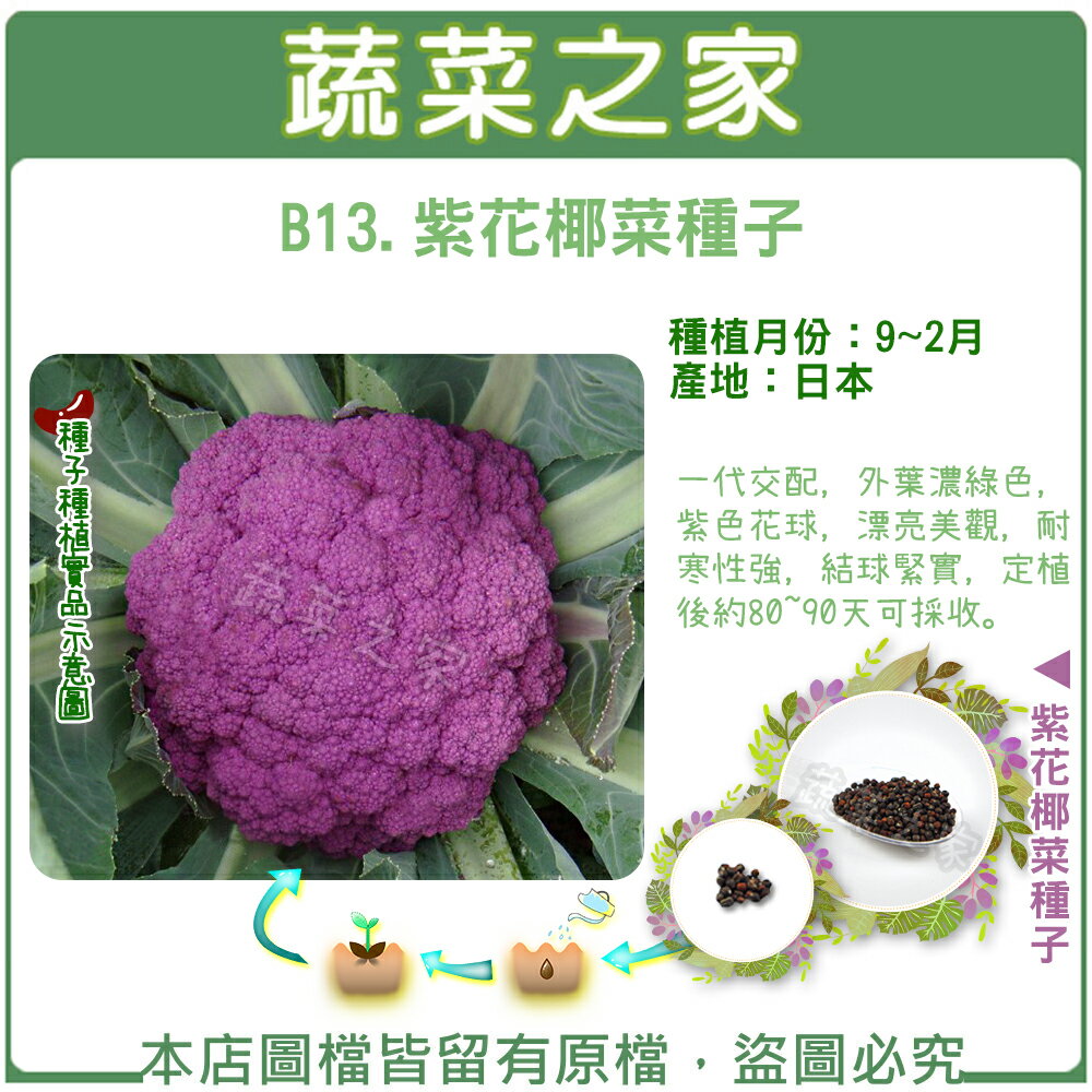 紫花椰菜的價格推薦 21年9月 比價比個夠biggo