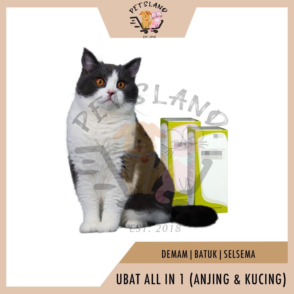 Kucing Selsema Price u0026 Promotion - Nov 2021 BigGo Malaysia