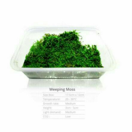 Weeping Moss Aquarium Price Promotion Nov 21 Biggo Malaysia