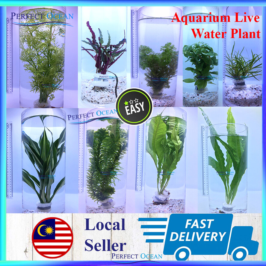 aquarium plants with names