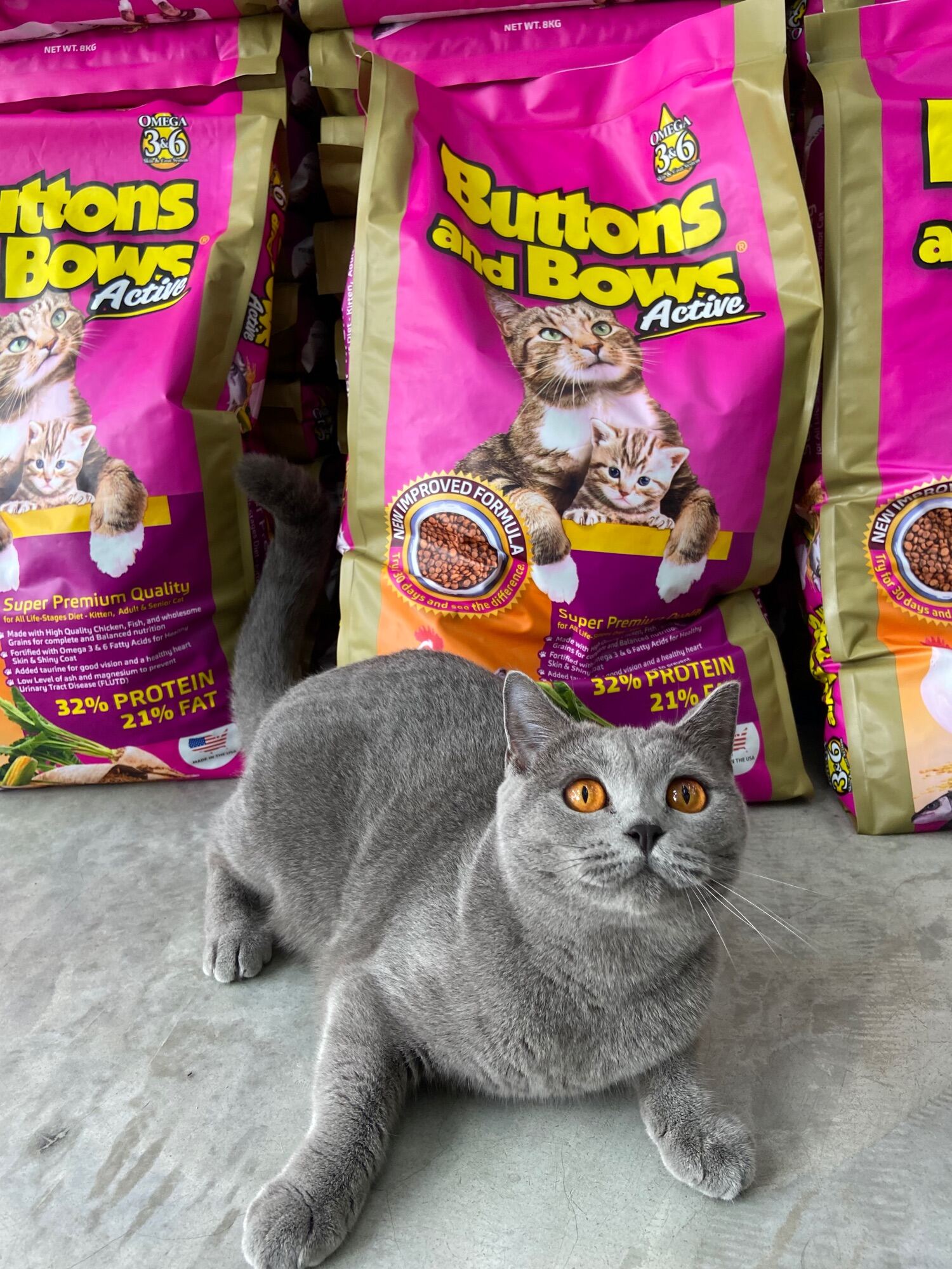 harga makanan kucing button and bows