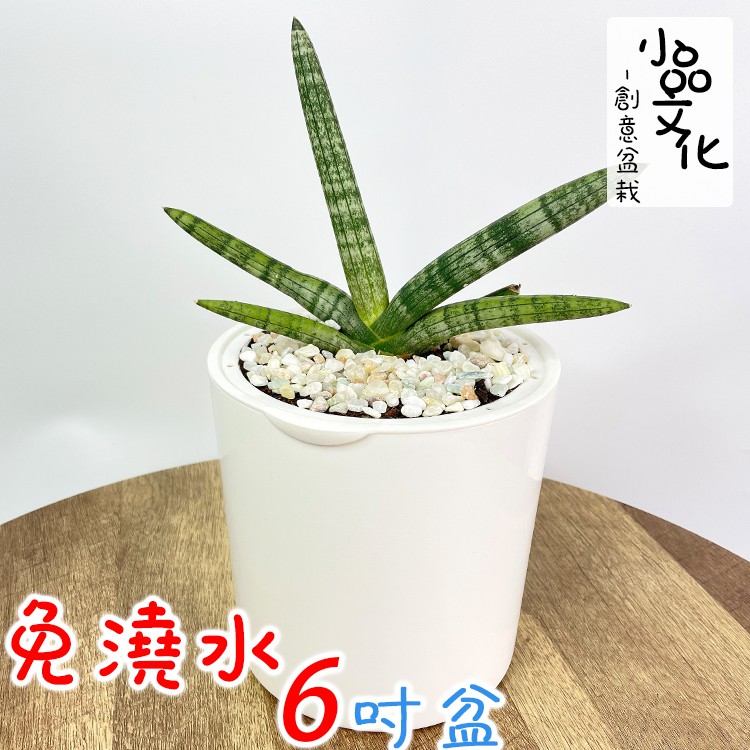 虎尾蘭佛的價格推薦 21年9月 比價比個夠biggo
