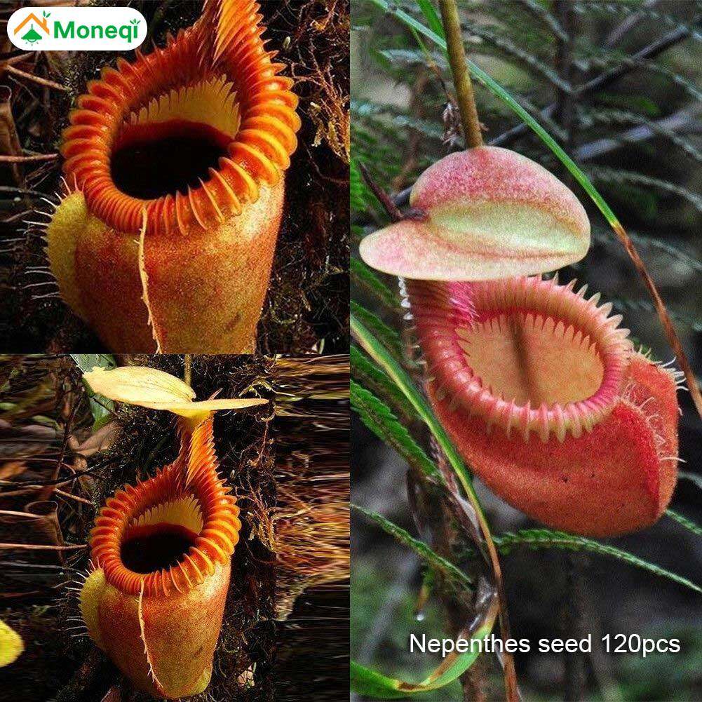 Nepenthes Rare Price Promotion Apr 2021 Biggo Malaysia