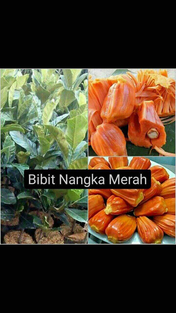 Harga Nangka Terbaru Desember 2022 |BigGo Indonesia