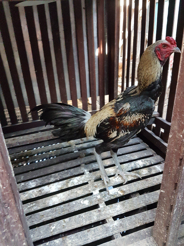 Harga Ayam Bangkok Terbaru November 2021 | BigGo Indonesia