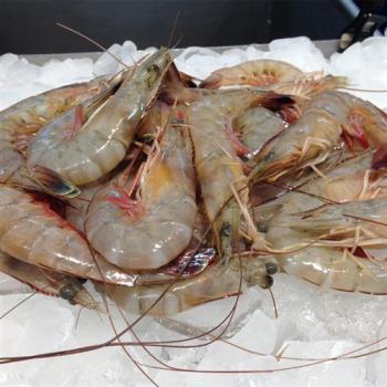 飨赞 生鲜急冻生白虾8盒(250g/盒)