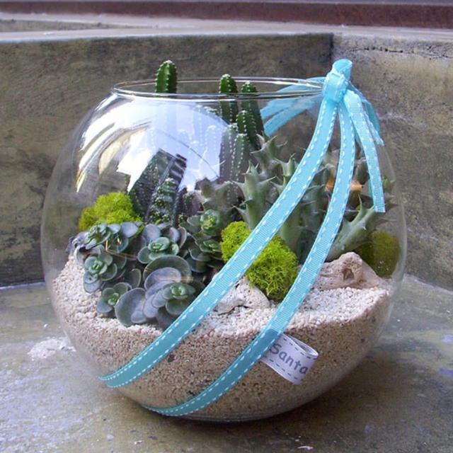 【santa ana】10吋玻璃球多肉植物盆栽组合(三种以上不同植栽)