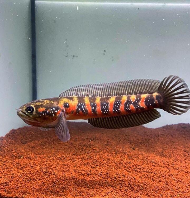 Ikan channa asiatica